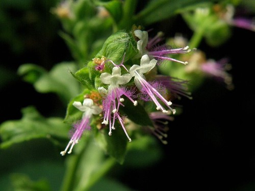Patchouli 100 naturreines - **patchouli:,